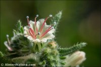 Echium flavum