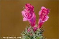 Echium vulgare
 subsp. pustulatum