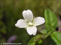 Epilobium alsinifolium