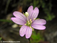 Epilobium atlanticum