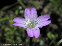 Epilobium montanum