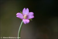 Epilobium palustre