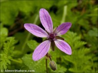 Erodium aethiopicum