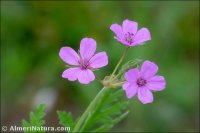 Erodium laciniatum