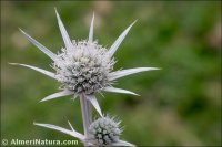 Eryngium glaciale