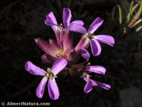 Erysimum baeticum