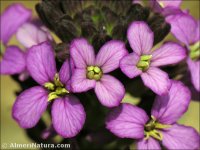 Erysimum bastetanum