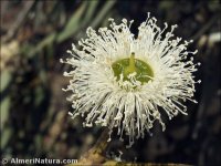 Eucalyptus globulus
 ssp maidenii