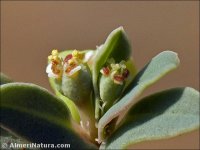 Euphorbia peplis