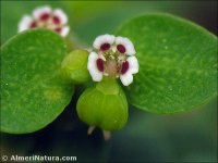 Euphorbia serpens