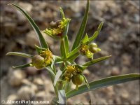 Euphorbia terracina