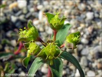 Euphorbia terracina