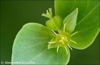 Euphorbia terracina