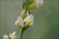 Anthyllis terniflora