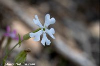 Silene psammitis subsp. lasiostyla