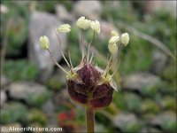 Plantago sempervirens