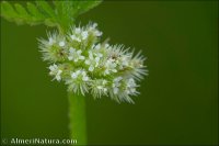 Torilis pseudonodosa