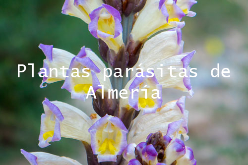 Plantas parásitas de Almería