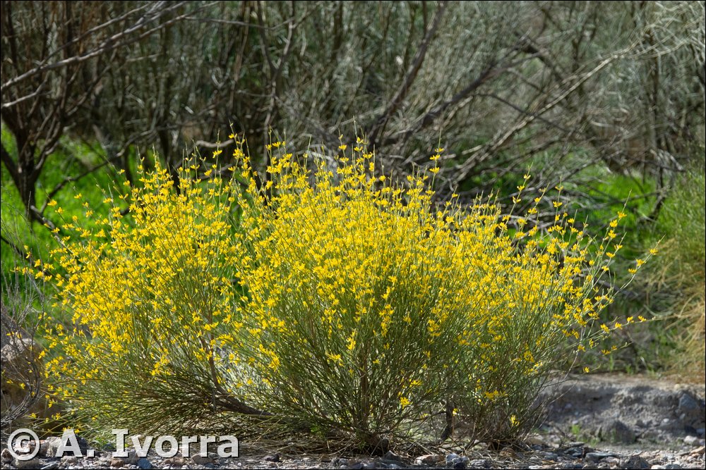 Genista spartioides